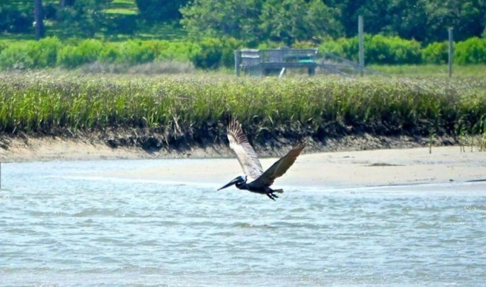 Plenty of wildlife in Wrightsville