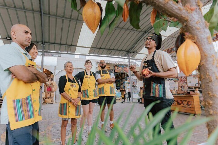 Learn all the steps of the chocolate making process, right from the cacao tree