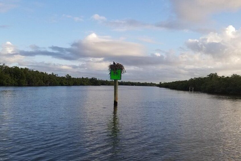 Osprey nest on a canal marker