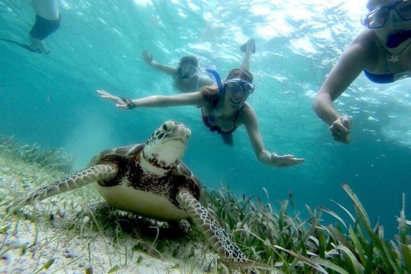 Snorkel with Sea Turtles on the Sirena Azul Sailboat Tour