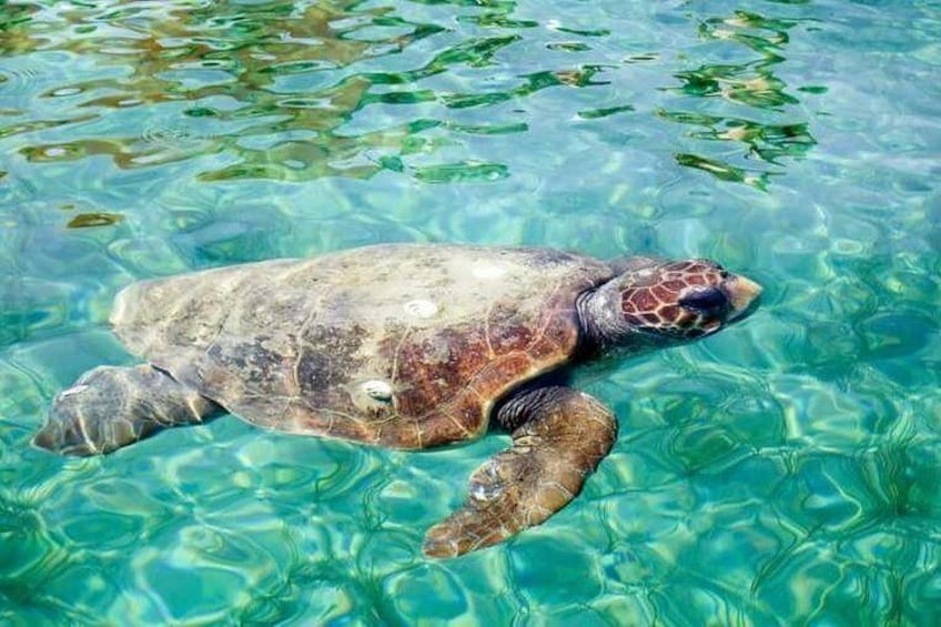 Sea Turtles at Hol Chan Marine Park, Belize