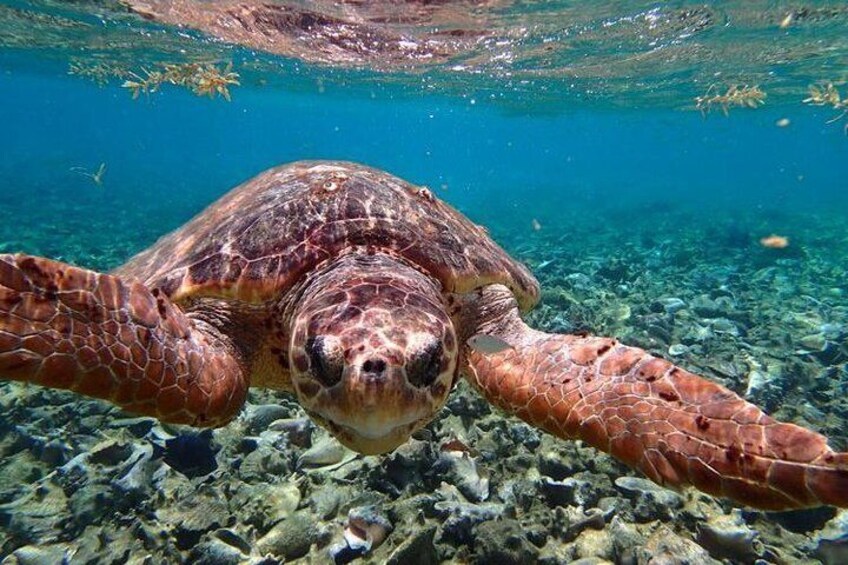 Belize Hol Chan Marine Reserve & Shark Ray Alley Snorkel Tour - Ambergris Caye