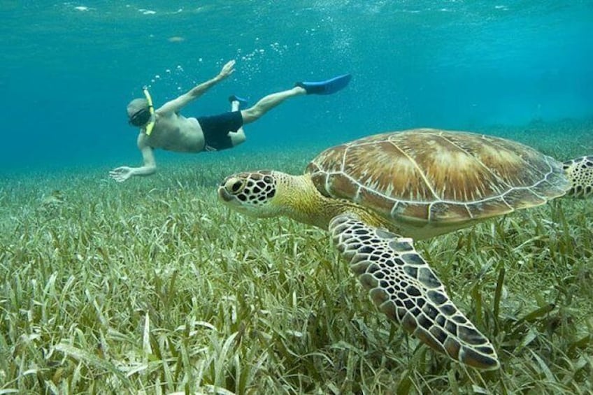 Belize Hol Chan Marine Reserve & Shark Ray Alley Snorkel Tour - Ambergris Caye