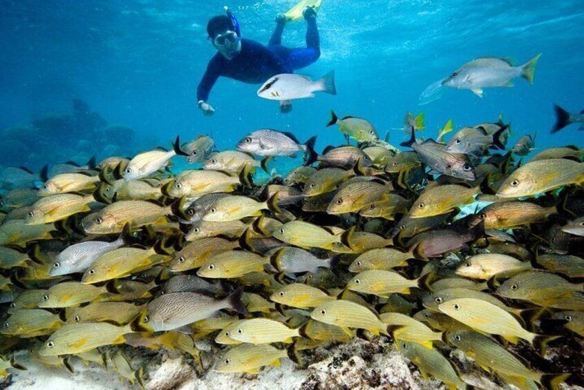 Belize Hol Chan Marine Reserve & Shark Ray Alley Snorkel Tour - Ambergris Caye