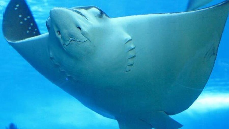 Stingray