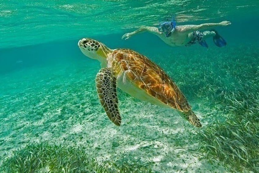 Belize Hol Chan Marine Reserve & Shark Ray Alley Snorkel Tour - Ambergris Caye