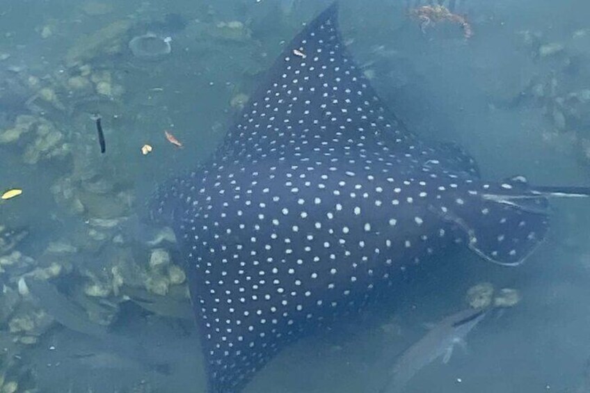 Spotted Eagle Ray, An exhilarating experience !