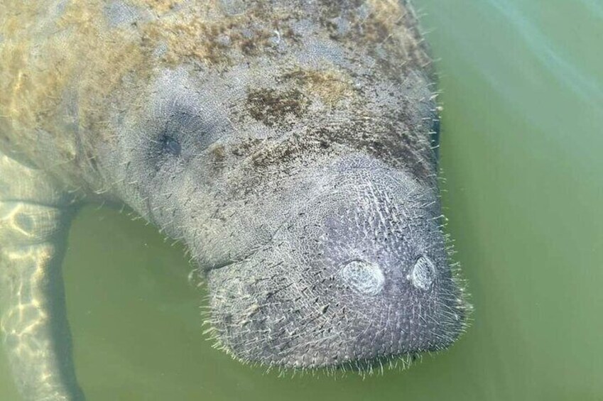 Fully Guided Kayaking Backwater Manatee and Dolphin Tour