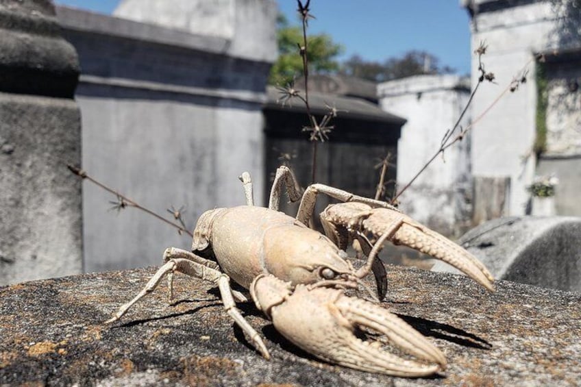 New Orleans Garden District Walking Tour Including Lafayette Cemetery No. 1