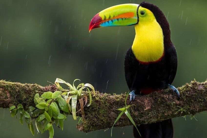 4 In 1 Sloth Water Falls Rain Forest Volcanoes