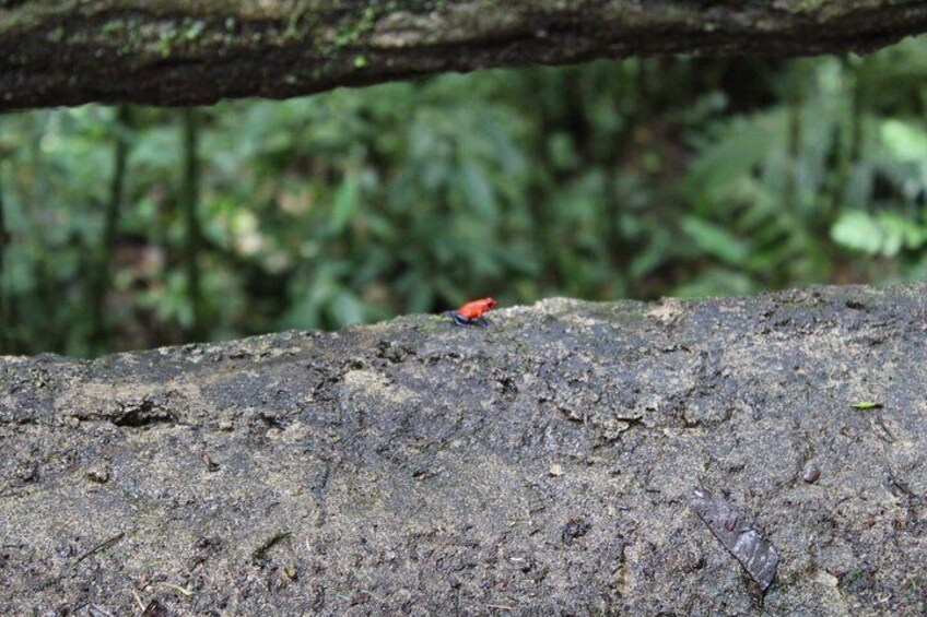 Arenal Volcano and Hot Springs Day Trip from Guanacaste