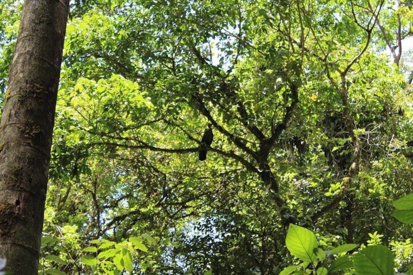 Arenal Volcano and Hot Springs Day Trip from Guanacaste