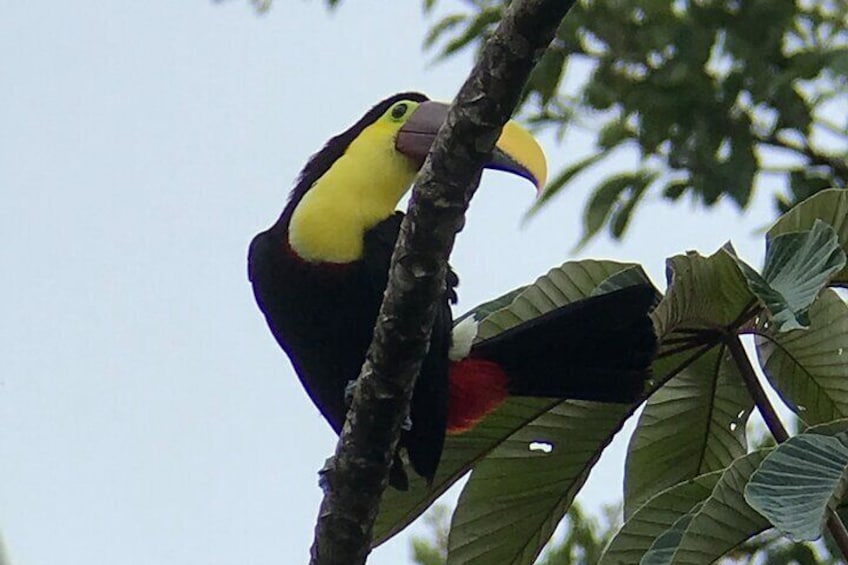 Arenal Volcano and Hot Springs Day Trip from Guanacaste