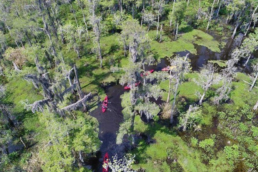 Manchac Swamp Kayak Small-Group Tour