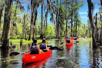 Manchac Swamp Kayak Tour met kleine groepen