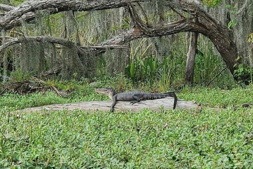 Manchac Swamp Kayak Small-Group Tour