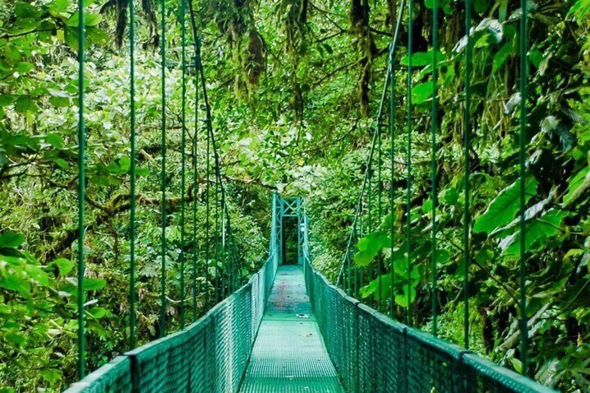Selvatura Park Hanging Bridge Canopy Tour in Monteverde