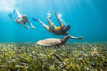 Sortie de snorkeling 4 en 1 à Cancún : nage avec les tortues, récif, statue...