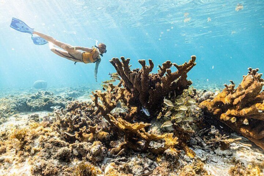 5-in-1 Cancun Snorkeling Tour:Swim with turtles, reef, Musa,shipwreck and cenote