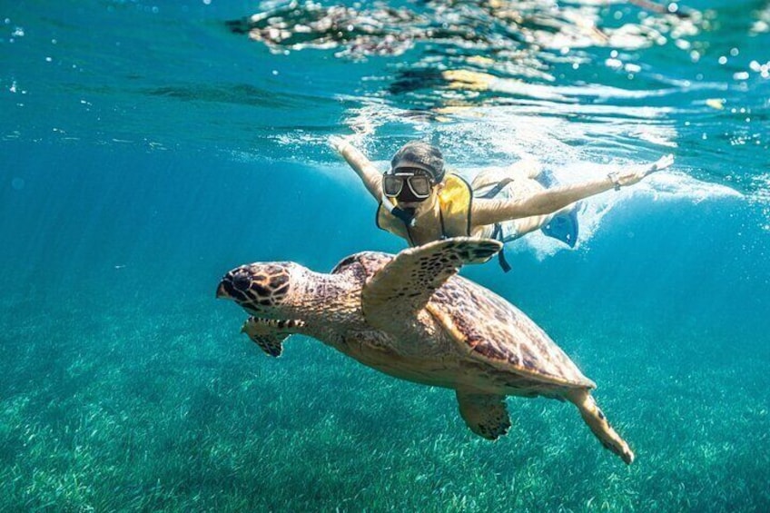 5-in-1 Cancun Snorkeling Tour:Swim with turtles, reef, Musa,shipwreck and cenote