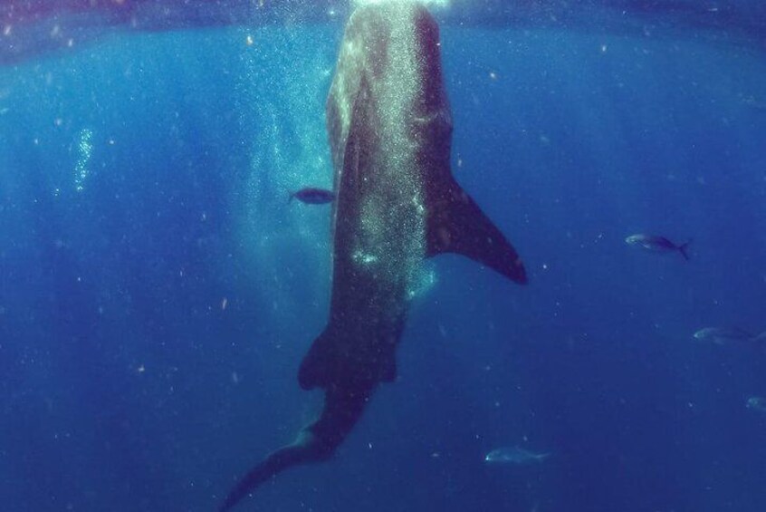 Swim with whale sharks