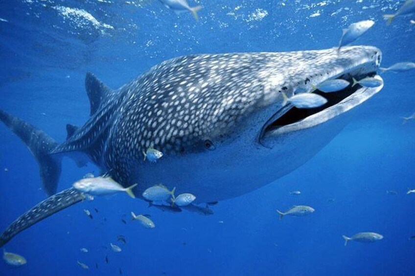 Whale Shark