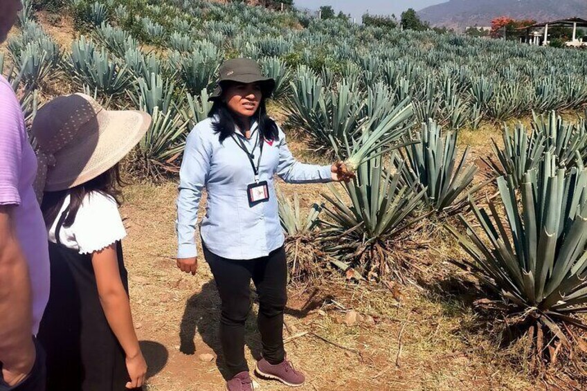 Full-Day Tequila Tour from Guadalajara