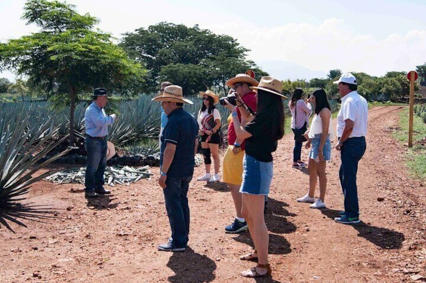 Full-Day Tequila Tour from Guadalajara