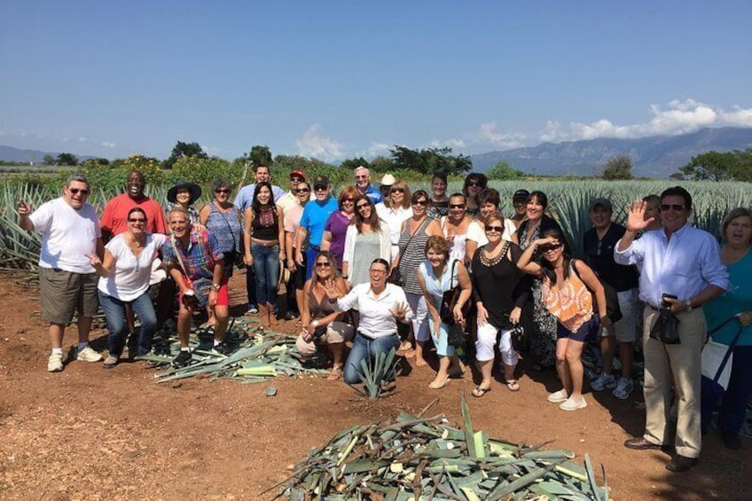 Agave harvesting