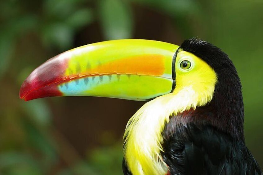 Sam - Rainbow Billed Toucan