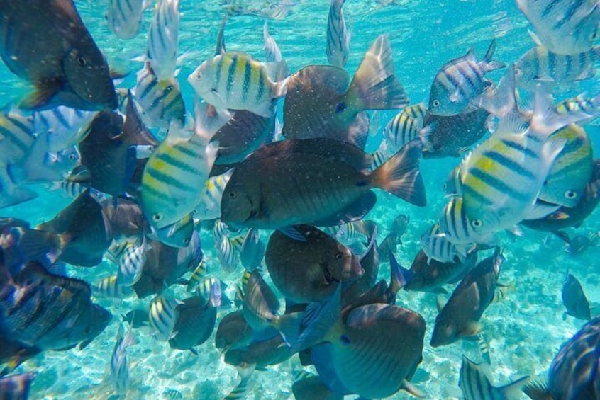 Colorful Fish