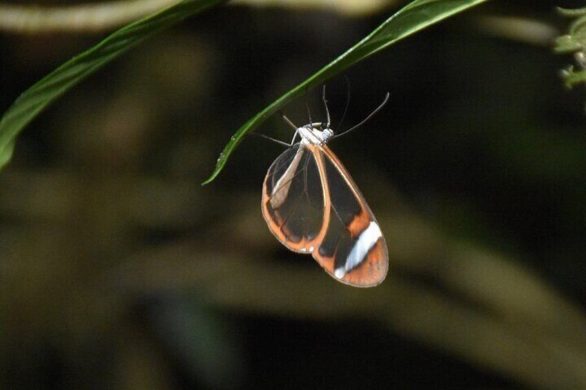 Night Tour in Monteverde