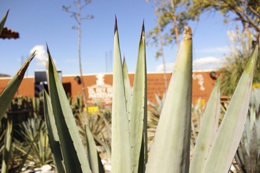 Show item 3 of 7. Agave