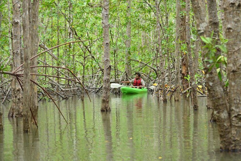 Damas Island Mangrove Kayaking Tour from Manuel Antonio