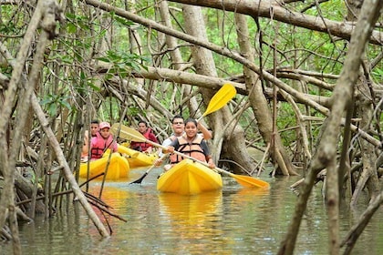 Damas Island Mangrove Kayaking Tour from Manuel Antonio