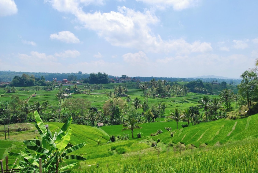 Wonders of Bali Full Day Private Tour including Lunch