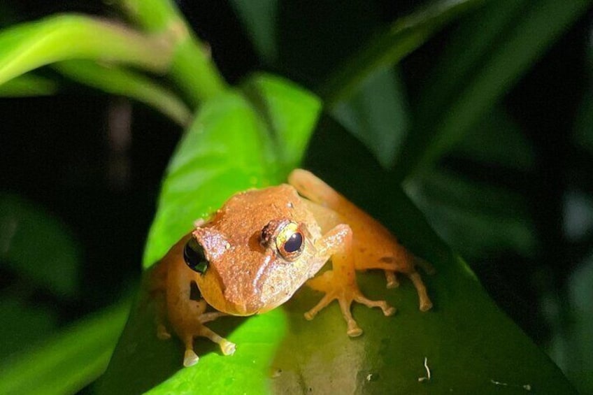 Rain Frogs