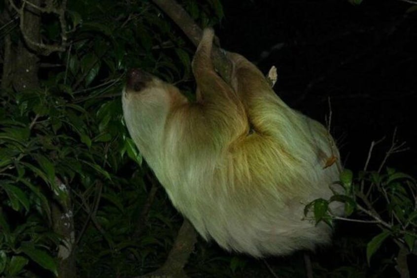 Two-toed Sloth