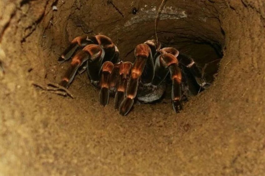 Orange-kneed Tarantula