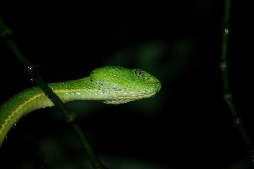 Green Side-striped Palm Pit-Viper