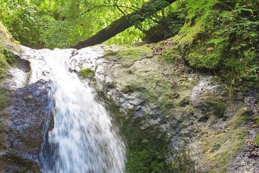 4x4 Rainforest Tour - Lunch & Waterfall Included