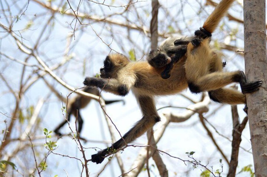 Spider Monkeys