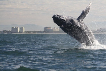 Visite en petit groupe d'observation des baleines à Puerto Vallarta