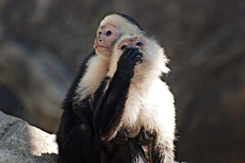 White Faced Monkeys - Animal Sanctuary