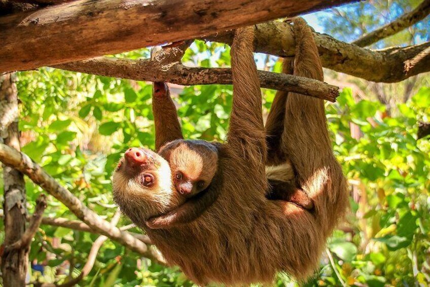 Mia and Ziggy - Sloths at Animal Sanctuary