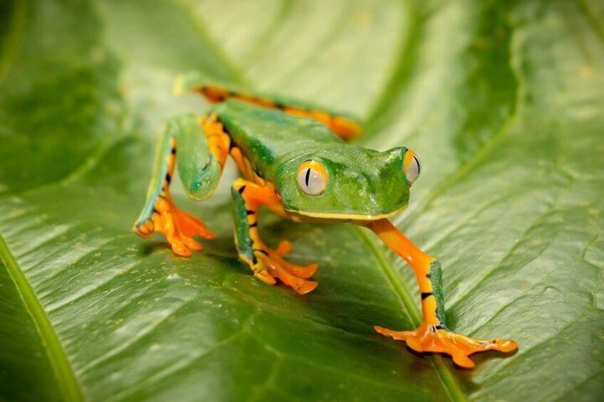 Tiger Frog