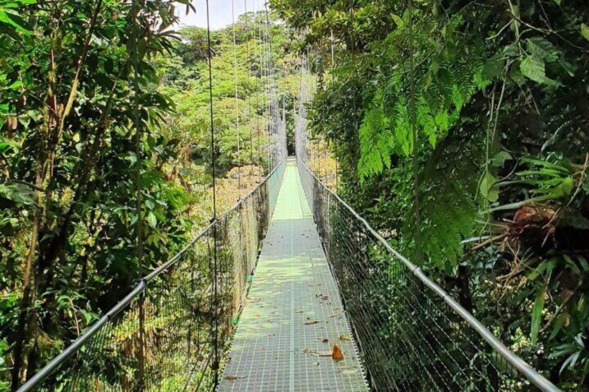 Private Natural History Walk by Pasión Costa Rica