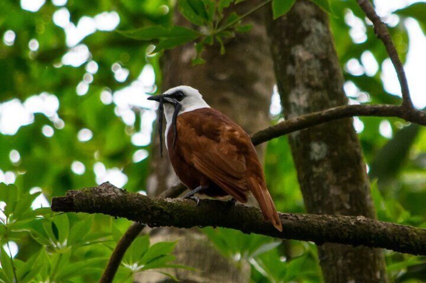 Natural History Walk: flora, fauna, culture and history (private tour)