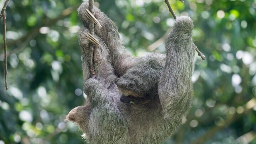 Private Tenorio Rainforest Hanging Bridges and Sloth Encounter
