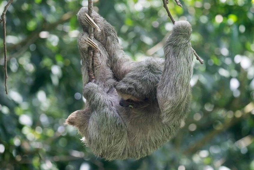 Tenorio Rain Forest Hanging Bridges & Sloth Encounter